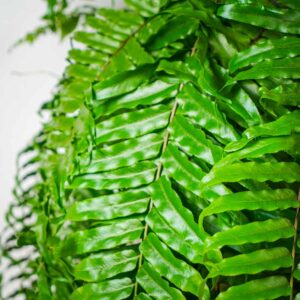 paproc-ogromna-nephrolepis-biserrata-macho