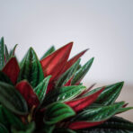 peperomia-rosso