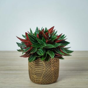 peperomia-rosso