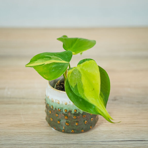 philodendron-scandens-brasil-baby philodendron-scandens-brasil-baby