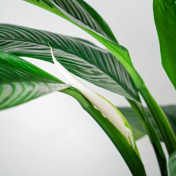 skrzydlokwiat-sensation-spathiphyllum (2) skrzydlokwiat-sensation-spathiphyllum