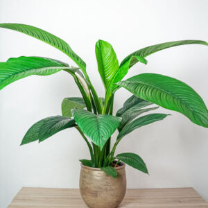 skrzydlokwiat-sensation-spathiphyllum