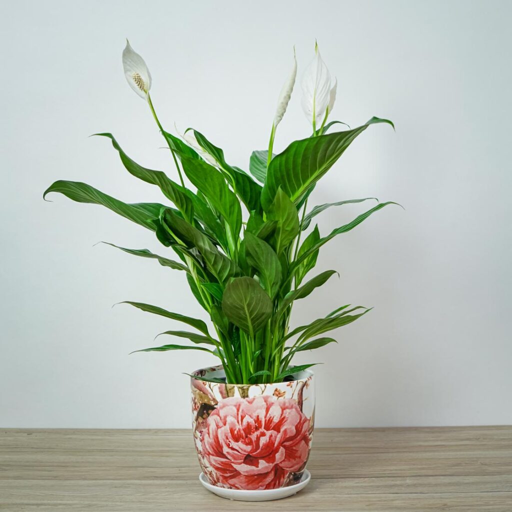skrzydlokwiat-spathiphyllum
