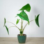 alokazja-zebrina-alocasia