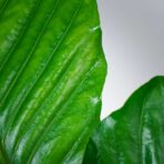 anthurium-ellipticum-jungle-bush