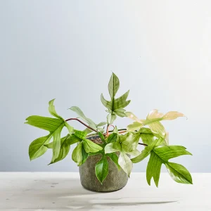 Philodendron florida ghost