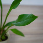 anthurium-gracile