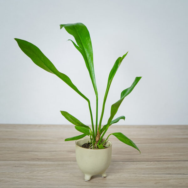 anthurium-gracile anthurium-gracile
