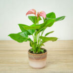 anthurium-pink