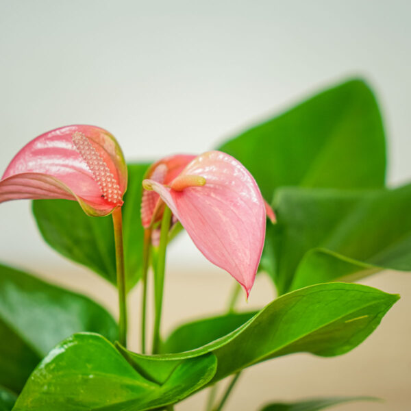 anthurium-pink (2) anthurium-pink