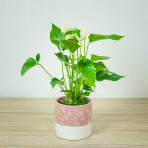 anthurium-white