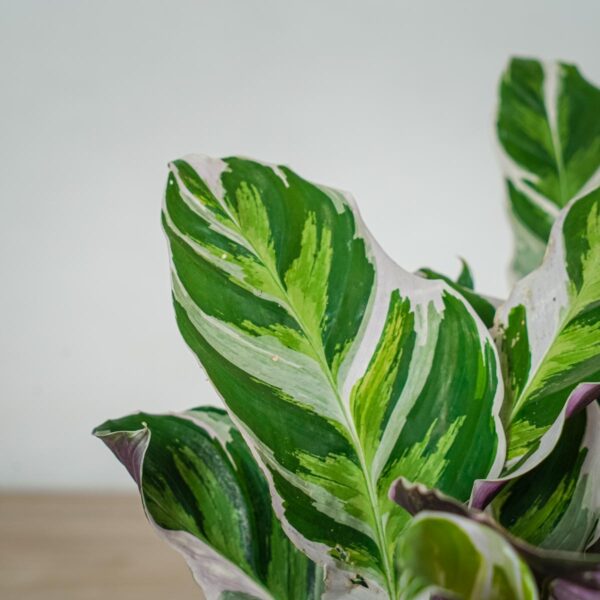 calathea-white-fusion (2) calathea-white-fusion