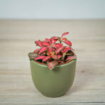 fittonia-mosaic-red-forest-flame