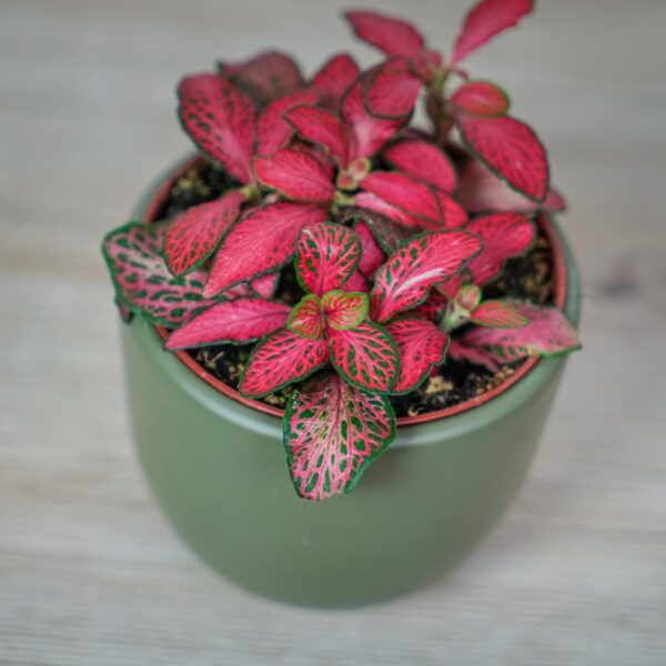 fittonia-mosaic-red-forest-flame (2) fittonia-mosaic-red-forest-flame