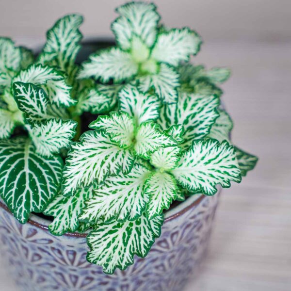 fittonia-mosaic-white-tiger (2) fittonia-mosaic-white-tiger