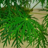 jatrofa-krzew-koralowy-jatropha-multifida