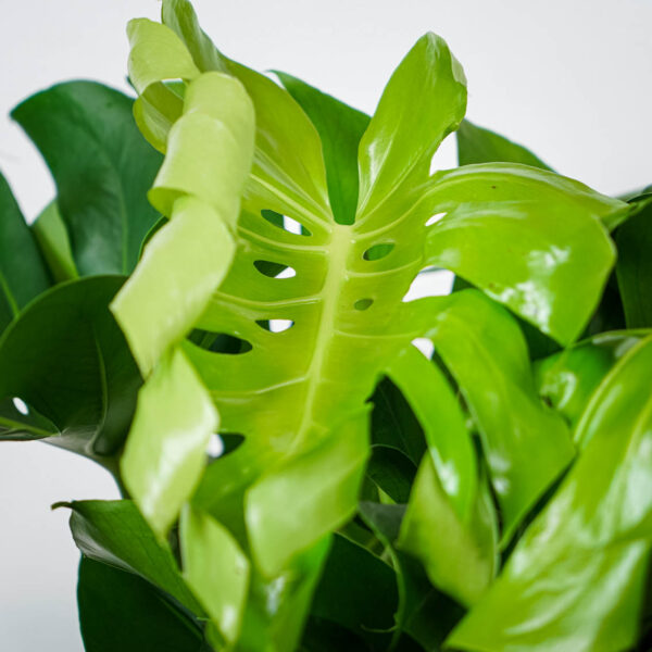 monstera-deliciosa (4) monstera-deliciosa
