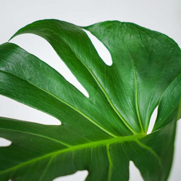 monstera-deliciosa (5) monstera-deliciosa