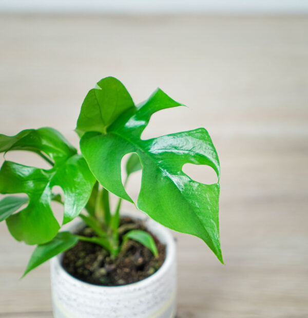 monstera-minima-baby-rhaphidophora-tetrasperma (2) monstera-minima-baby-rhaphidophora-tetrasperma