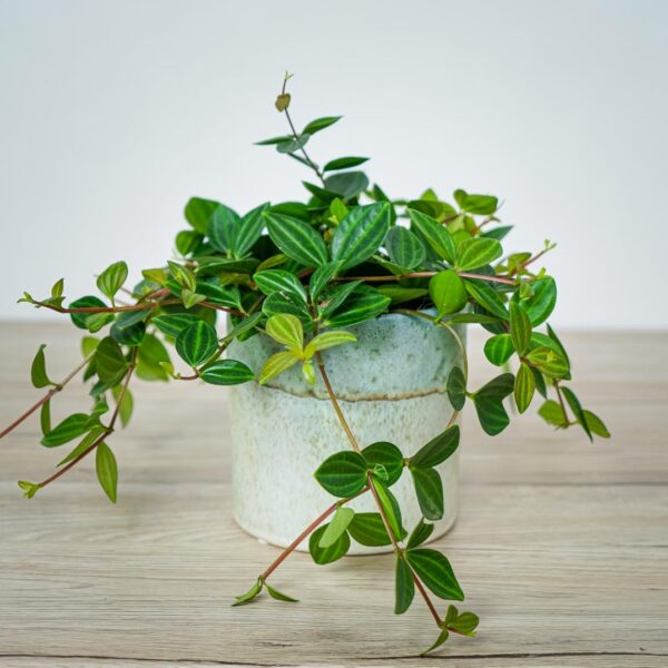 peperomia-angulata-rocca-scuro oslonka-orzezwiajaca-rosa