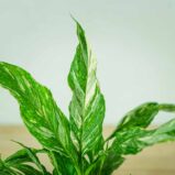 skrzydlokwiat-variegata-spathiphyllum