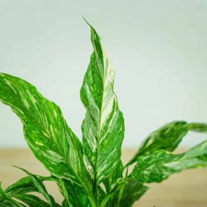 skrzydlokwiat-variegata-spathiphyllum