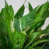 skrzydlokwiat-variegata-spathiphyllum