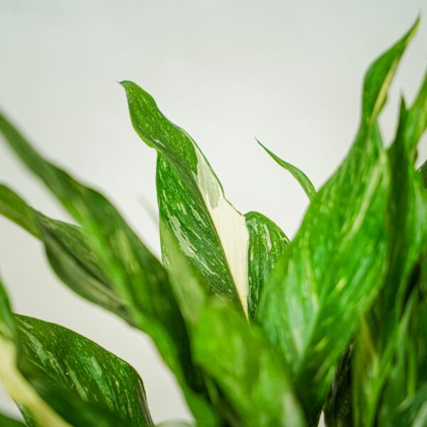 skrzydlokwiat-variegata-spathiphyllum (5) skrzydlokwiat-variegata-spathiphyllum