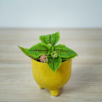 pilea-mollis-moon-valley-baby