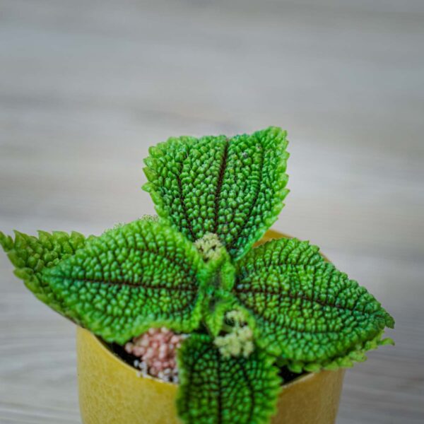 pilea-mollis-moon-valley-baby pilea-mollis-moon-valley-baby