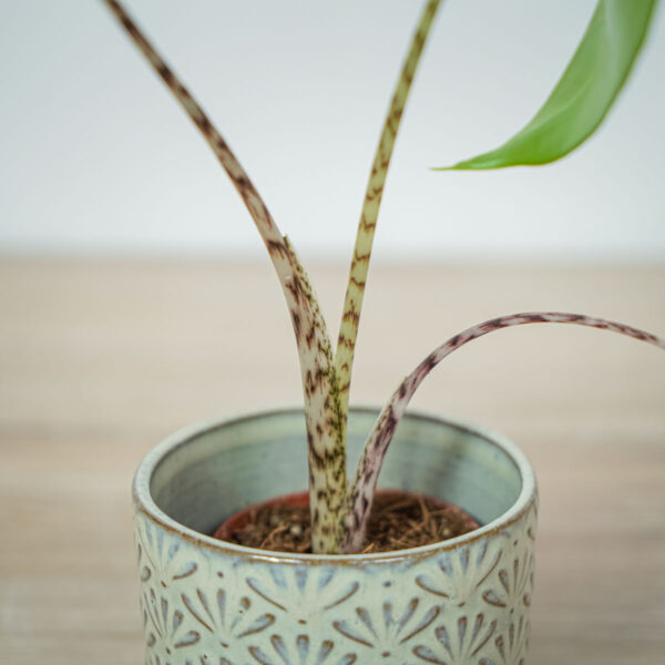 alokazja-zebrina-baby-alocasia alokazja-zebrina-baby-alocasia