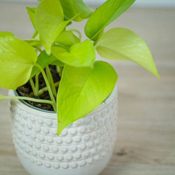epipremnum-golden-pothos epipremnum-golden-pothos