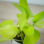 epipremnum-golden-pothos