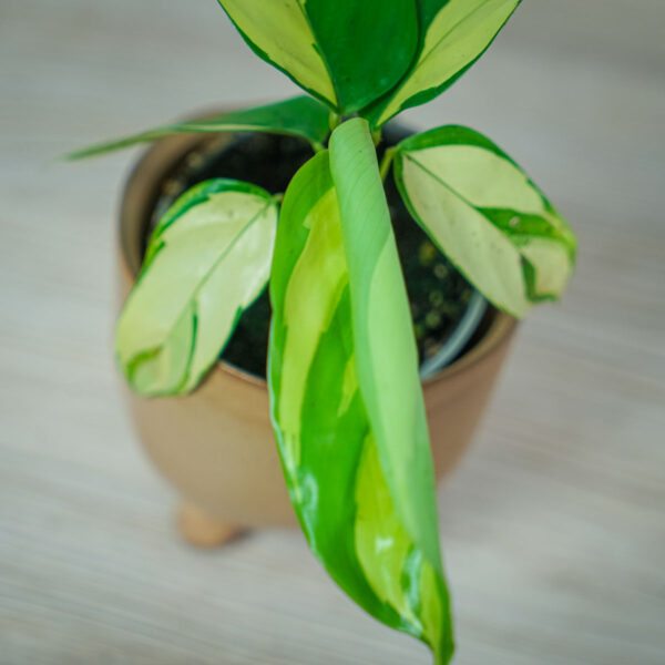 ctenanthe-golden-mosaic-baby ctenanthe-golden-mosaic-baby