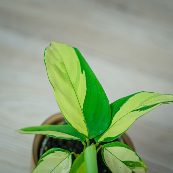 ctenanthe-golden-mosaic-baby ctenanthe-golden-mosaic-baby