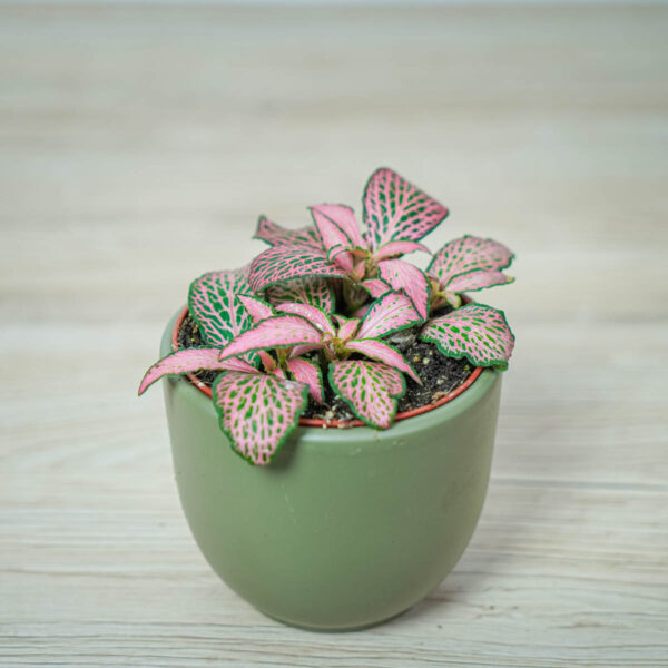 fittonia-mosaic-mistral