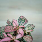 fittonia-mosaic-mistral