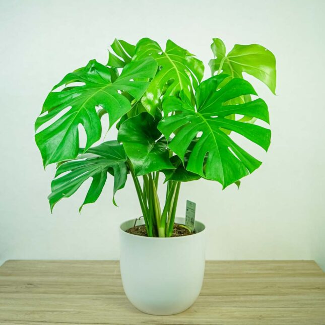 monstera-deliciosa-big-form monstera-deliciosa-big-form