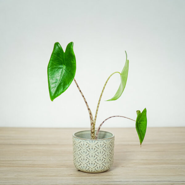 alokazja-zebrina-baby-alocasia