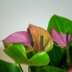 anthurium-baby-purple