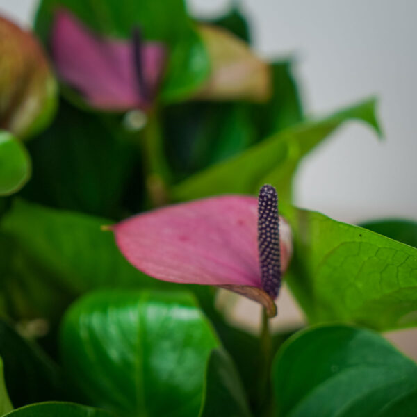 anthurium-baby-purple (3) anthurium-baby-purple