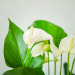anthurium-white