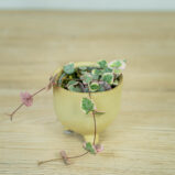 ceropegia-woodii-variegata-baby