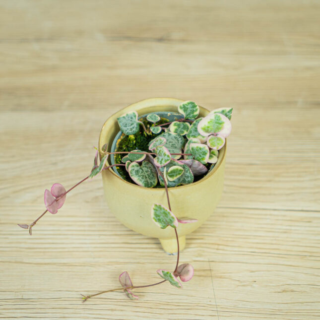 ceropegia-woodii-variegata-baby (2) ceropegia-woodii-variegata-baby