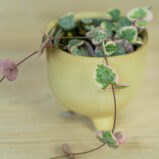 ceropegia-woodii-variegata-baby