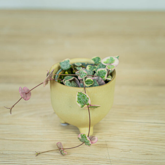 ceropegia-woodii-variegata-baby