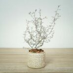 corokia-cotoneaster