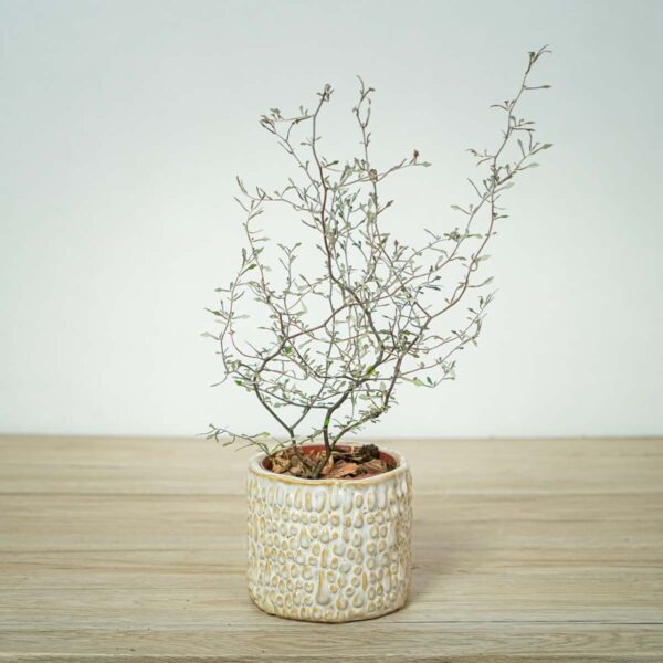 corokia-cotoneaster corokia-cotoneaster