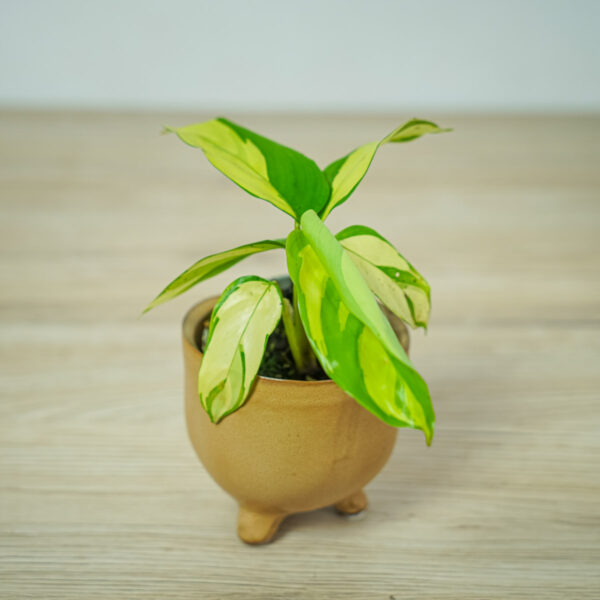 ctenanthe-golden-mosaic-baby ctenanthe-golden-mosaic-baby