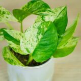 epipremnum-marble-queen-baby